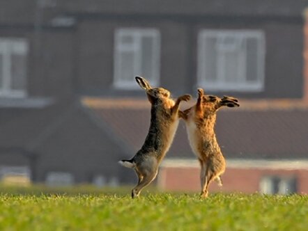 Hares boxing