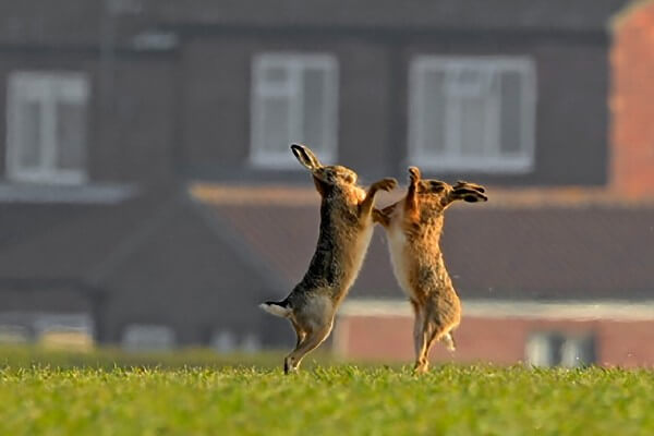 Hares boxing