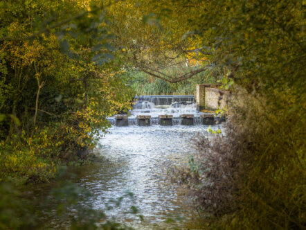 Batford Marquis by Steve Collins