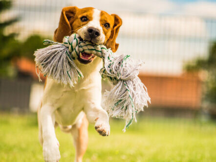 Tring Dogs Dinner Delight Wholefood Dog Food