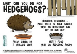 Living Magazines Feeding Hedgehogs