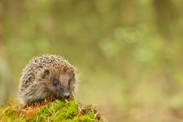 Young hedgehog in natural habitat