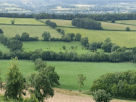 Hedgerow landscape