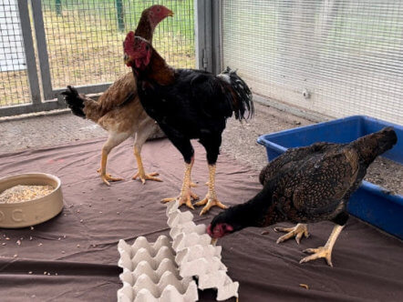 Living Magazines 'Hentertainment' during Bird Flu Restrictions