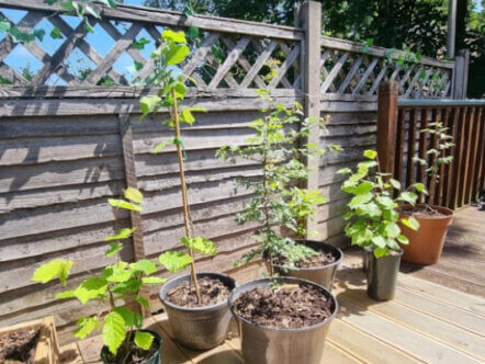 Herts Your Tree Our Future Scheme