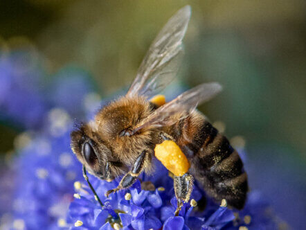 Living Magazines Wild Snaps Honey Bee (c) Lesley Fidell
