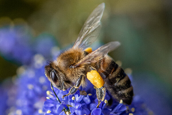 Living Magazines Wild Snaps Honey Bee (c) Lesley Fidell