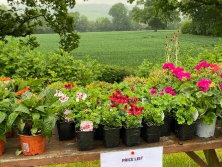 Hospice plant sale