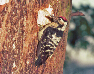 Lesser