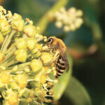 Ivy Mining Bee on Ivy
