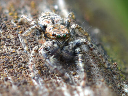 Living Magazines Jumping spider (c) Will Jobbins
