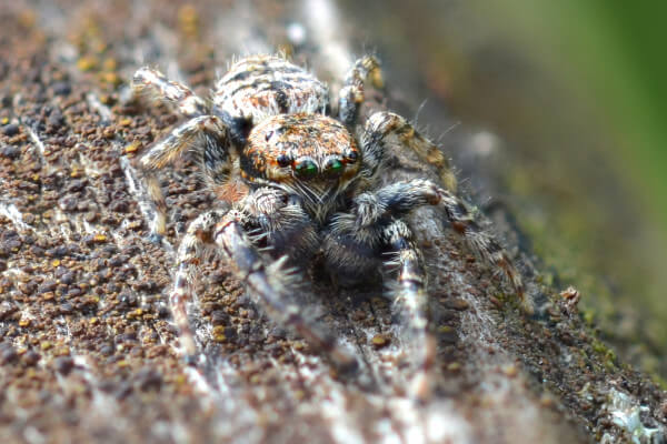 Living Magazines Jumping spider (c) Will Jobbins