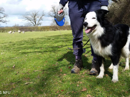 Living Magazines Keep dogs on leads campaign-2021-Copyright NFU