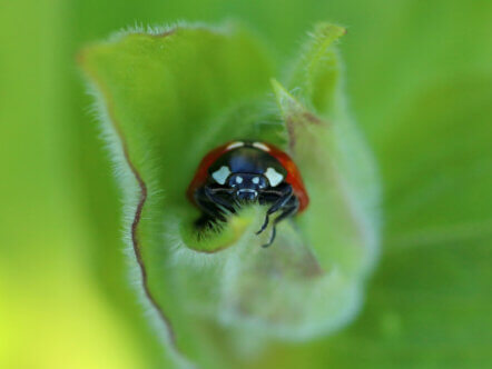 Ladybird (c) Josh Kubale