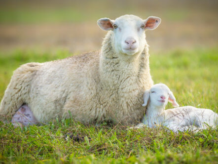 Living Magazines Lambing season