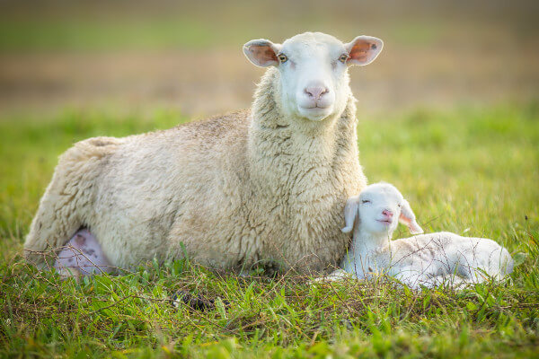 Living Magazines Lambing season