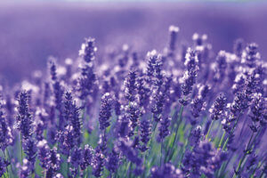 Living Magazines beautiful close up shot of lavender flowers at the field