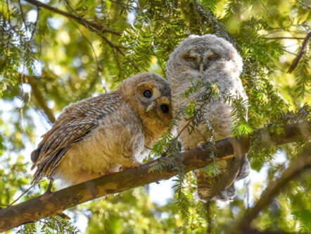 Leaving the Nest © Sasha Jumanca, Wildlife Photographer of the Year 2024, Highly Commended, 10 years and under