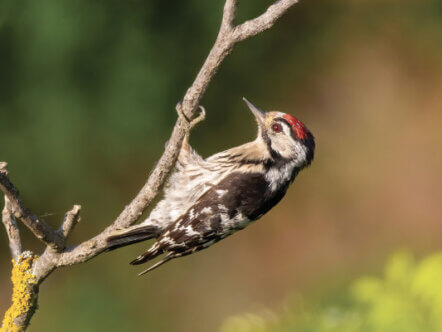 Lesser spotted woodpecker AdobeStock_1838864714