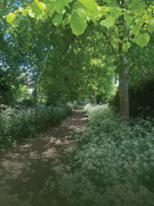 Lime Walk May 2025 J Thorburn