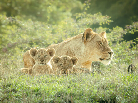 Lion cubs at Whipsnade Zoo explore paddock © Whipsnade Zoo