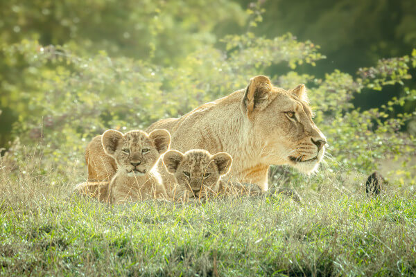 Lion cubs at Whipsnade Zoo explore paddock © Whipsnade Zoo
