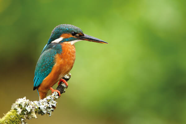 Living Magazines Little Tring Walk Kingfisher