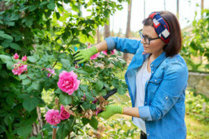 Living Magazines Gardens Pruningshutterstock_2080659706