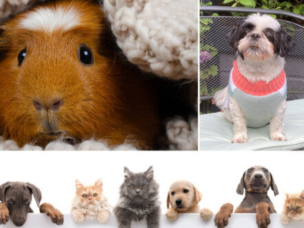 Living Magazines Pet Lovers Feature