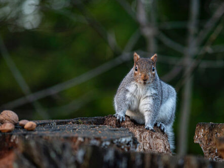 Living Magazines Living with Mammals 2021 wildlife survey Credit Craige Mcgonigle