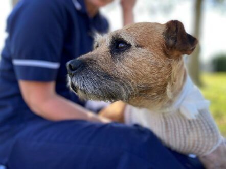 Living Magazines Maggie