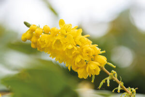 Living Magazines Close up of mahonia x media flowers in bloom