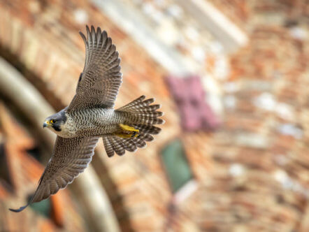 Living Magazines Male Peregrine (c) Patrick Wainwright