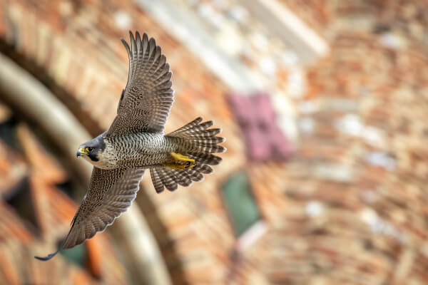 Living Magazines Male Peregrine (c) Patrick Wainwright