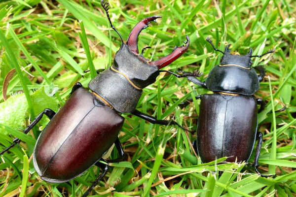 Living Magazines Male and female stag beetles Image credit Ross Bower
