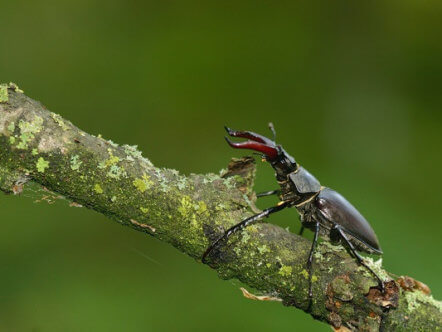 Living Magazines Male stag beetle on a branch Credit Ben Andrews