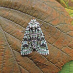 Merveille du jour