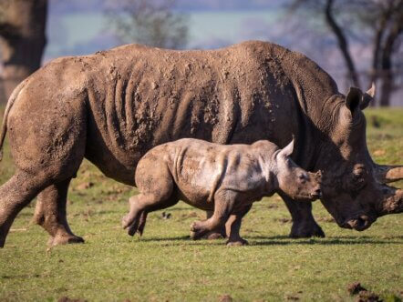 Mick the white rhino calf exploring his paddock for the first time with mum Jaseera (c) ZSL