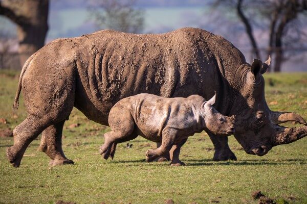 Mick the white rhino calf exploring his paddock for the first time with mum Jaseera (c) ZSL