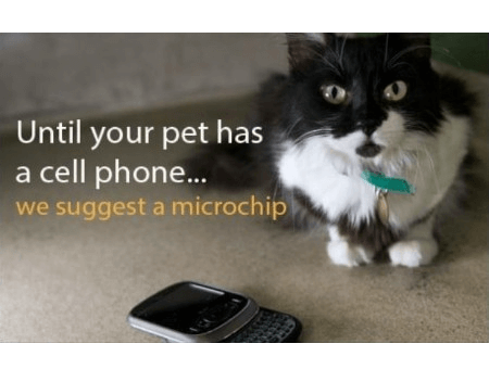 Living Magazines Cats Protection Microchip offer