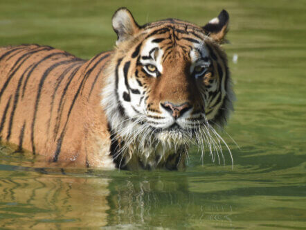 Miron the tiger enjoying a refreshing dip at Whipsnade Zoo © Sarah Tuck_ZSL