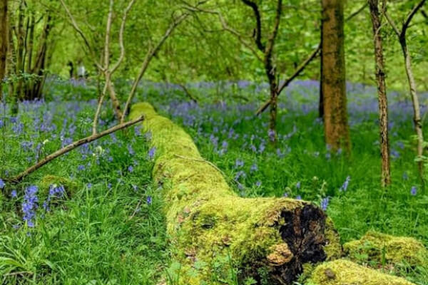 Local Nature Recovery Strategy Hertfordshire