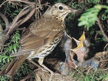 Living Magazines Nesting birds