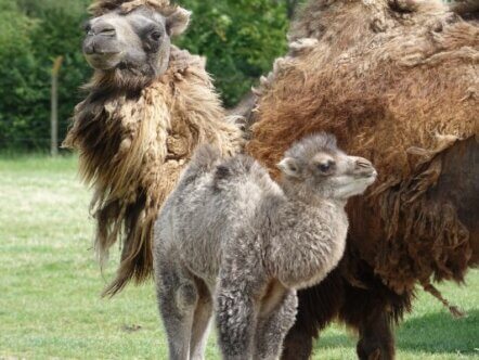 Newly born camel calf and mum Orla at Whipsnade Zoo (c) Whipsnade Zoo
