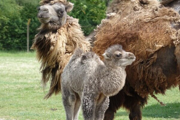 Newly born camel calf and mum Orla at Whipsnade Zoo (c) Whipsnade Zoo