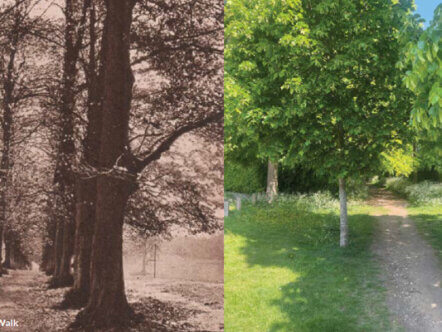 Old and New Lime Walk