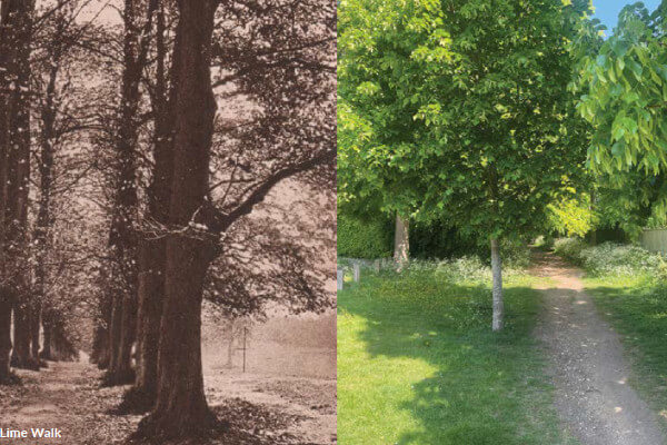 Old and New Lime Walk