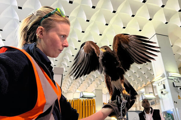 Oscar the hawk at Euston