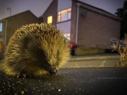 Living Magazines PTES Roadkill survey hedgehog