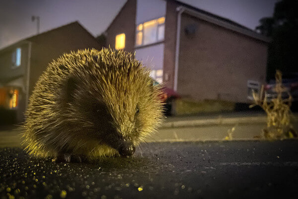 Living Magazines PTES Roadkill survey hedgehog